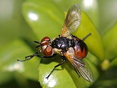 Tachinid Fly